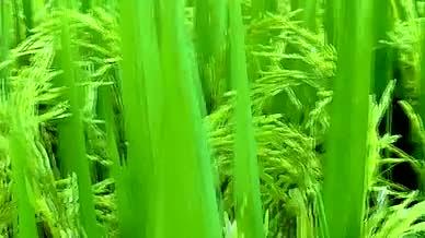 实拍水稻粮食作物大米绿色生态小清新农村视频的预览图